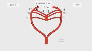 Aortic Arches  Embryology in 3 minutes [upl. by Alfreda82]