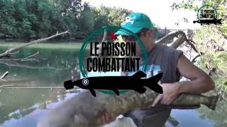 La minute du poisson combattant 3 [upl. by Rocco681]