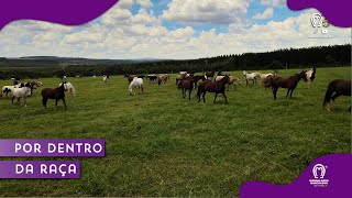 OBESIDADE EM EQUINOS ESTRATÉGIAS PARA PREVENÇÃO E CUIDADO [upl. by Nicolina]