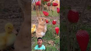 Cute rabbit eating strawberries cute animal [upl. by Enyamert]