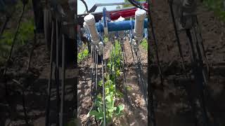 Tine Weeding Organic Soybeans With Hatzenbichler Air Flow Tine Weeder In Row View [upl. by Nivar]