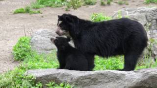 Andean Bear Cub on Exhibit  Queens Zoo [upl. by Aldarcie]