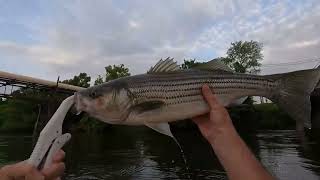 TopWater Stripers amp Bass Roanoke river Weldon boat ramp Weldon NC Rockfish capital of the world [upl. by Riocard950]