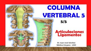 🥇 COLUMNA VERTEBRAL 55  Articulaciones y Ligamentos Fácil y Sencillo [upl. by Vedette]