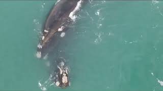 Pareja de ballenas en la costa de Necochea [upl. by Ainar643]