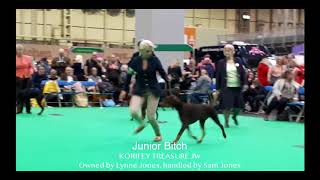 CRUFTS 2018  Dobermann BCC  Judge Roberta Wright [upl. by Tronna]