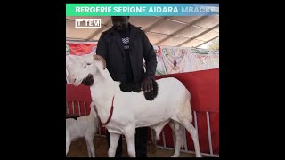 Exposition de la bergerie Serigne Aidara Mbacké au ramadan des éleveurs RENLI 2024 [upl. by Tomkiel]