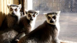 Lemurs talking to me [upl. by Argyres]