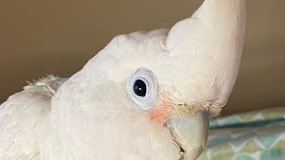 Turkey the Goffin Cockatoo 🩷🤍🩵 [upl. by Timi]