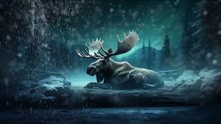 Moose In Winter Snow Storm [upl. by Giah]