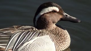 Cerceta carretona Spatula querquedula Garganey [upl. by Uird]