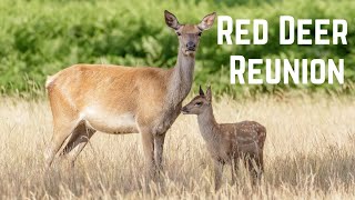 Will this Red Deer baby find his mother Watch to find out [upl. by Eleonora]