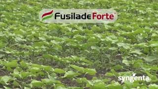 AMISTAR FUNGICIDE SYNGENTA IN TELUGU  AMISTAR DOSAGE FUTURE TECH AGRICULTURE TELUGU [upl. by Sucramed969]