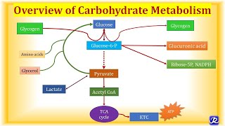 1 Overview Carbohydrate Metabolism  Carbohydrate Metabolism1  Biochemistry NJOY Biochemistry [upl. by Eerol]