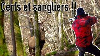 SANGLIERS CERFS et CHEVREUILS EN BATTUE ALSACIENNE [upl. by Nohsav143]