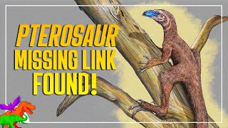 New Pterosaur Missing Link Found in Triassic Brazil  Venetoraptor [upl. by Salot]