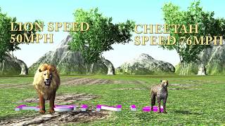 Animal Running Race for kids Cheetah vs lion which is fastest [upl. by Wasserman]