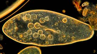 Amazing Microscopic HD Video Paramecium Feeding [upl. by Normalie526]