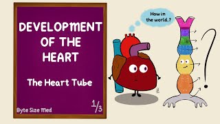 Development of the Heart  The Heart Tube  Part 13  Cardiac Looping  Cardiovascular Embryology [upl. by Sirrad]