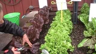 How to harvest lettuce [upl. by Lewse]