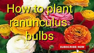 How to plant RANUNCULUS bulbs in winter [upl. by Ahseyi]