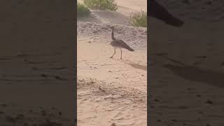 حبلري حبارى Houbara bustard 20221115 السعودية اليوم [upl. by Amehsyt]