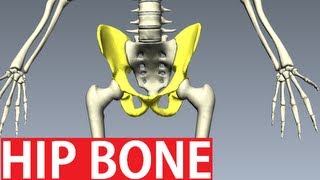 Bones Of The Pelvis Anatomy  Hip Bone Anatomy 1 [upl. by Nahtnahoj815]