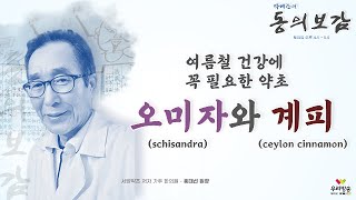 여름철 건강에 꼭 필요한 약초 오미자 Schisandra와 계피 Ceylon Cinnamon  서양약초 저자가주 한의원  홍대선 원장 [upl. by Thay]