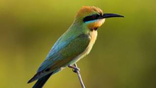 Through the Lens Birds of Australias Northern Territory [upl. by Kumler]