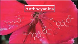 Anthocyanins Introduction and structure elucidation [upl. by Roice]