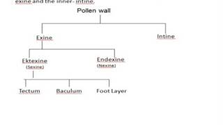 Pollen grain Wall structure [upl. by Atat]