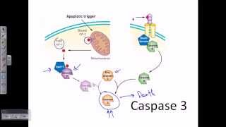 Caspase 3  caspase cascade apoptosis [upl. by Rann]