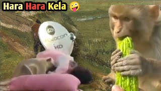 Animal dubbing funny video Funny Babua Haste Rho India sabloolhai BestFunnyVinesChannel [upl. by Ardnahsal71]