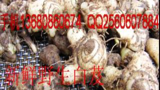 Bletilla Striata ManufacturersBletilla striataBletilla Striata suppliers china [upl. by Enyamrahs]