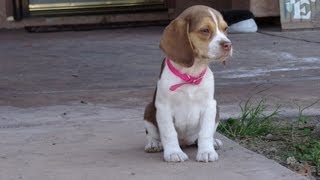 Miniature Tiny Pocket Beagles Puppies Cute Video New Litter 10 Weeks Old For Sale Buy Meet Breeder [upl. by Irodim]