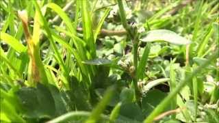 Common knotgrass Polygonum aviculare  20140907 [upl. by Rraval]