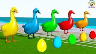 Learn Colors with Duck lay Eggs Colors Cartoon for Kids [upl. by Ardni783]