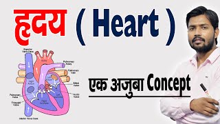 ह्रदय कैसे काम करता है  ह्रदय की संरचना एवं कार्य  Human Heart amp Its Function in Hindi [upl. by Aliuqehs]