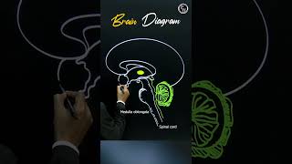 Want to Understand Your Brain Better Watch This Now pwenglish science biology [upl. by Doreg]