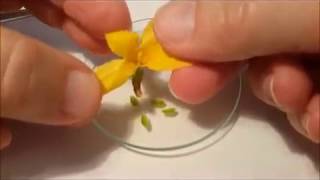 Une dissection de fleur de Forsythia [upl. by Riella]