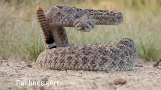 Western Diamondback Rattlesnake ready to strike [upl. by Nozicka]