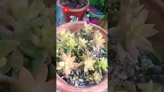 AMAZING SEDUM ADOLPHII int its beautiful bright coloursucculents garden plants happiness love [upl. by Annij231]