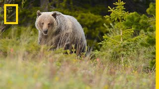 People and Bears Live in Harmony in This WildlifeFriendly Town  Short Film Showcase [upl. by Hege]