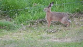 Jumping hare [upl. by Ecaidnac451]