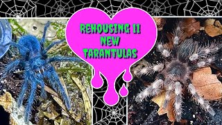 Rehousing My 11 New Tarantulas  Part 2 of 2 [upl. by Anaibib]