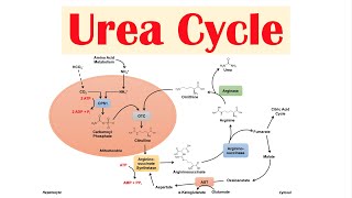 Urea Cycle  Purpose Enzymes amp Regulation [upl. by Ynnod]