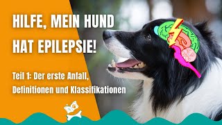 Epilepsie beim Hund 18 Plötzlich Gewitter im Kopf des Hundes Definitionen und Grundbegriffe [upl. by Odraner289]