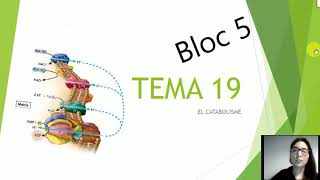 TEMA 18 Introducció al metabolisme i TEMA 19 Catabolisme [upl. by Notnirt]