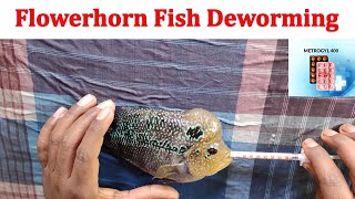 Flowerhorn deworming using metrogyl400 Fish deworming [upl. by Felicie]