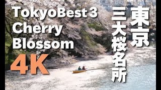 4K Tokyos ３Best Cherry 東京三大桜の名所 上野公園 千鳥ヶ淵 新宿御苑 sakura 東京観光 賞花 桜開花 Tokyo Cherry Blossom Spots [upl. by Crifasi]